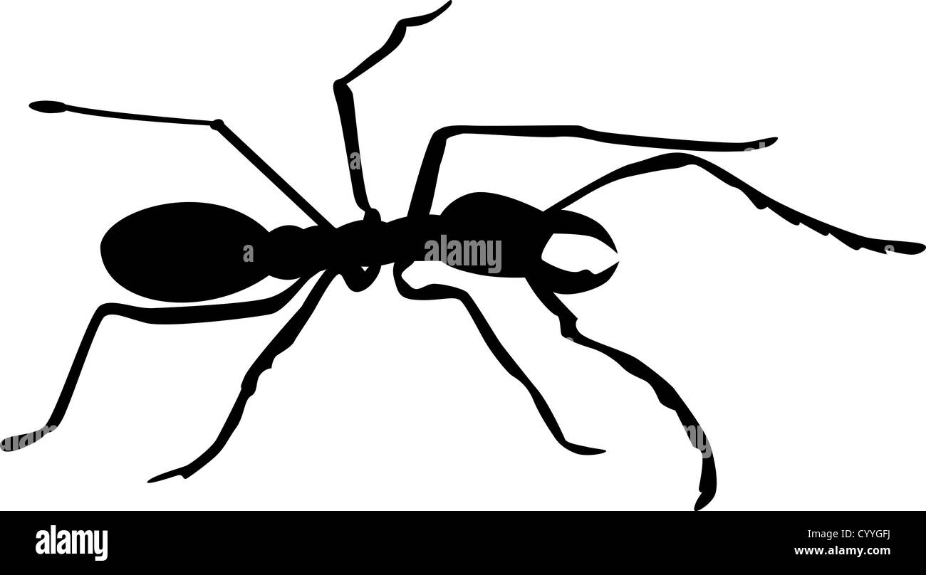 Illustration of an ant silhouette on white background Stock Photo