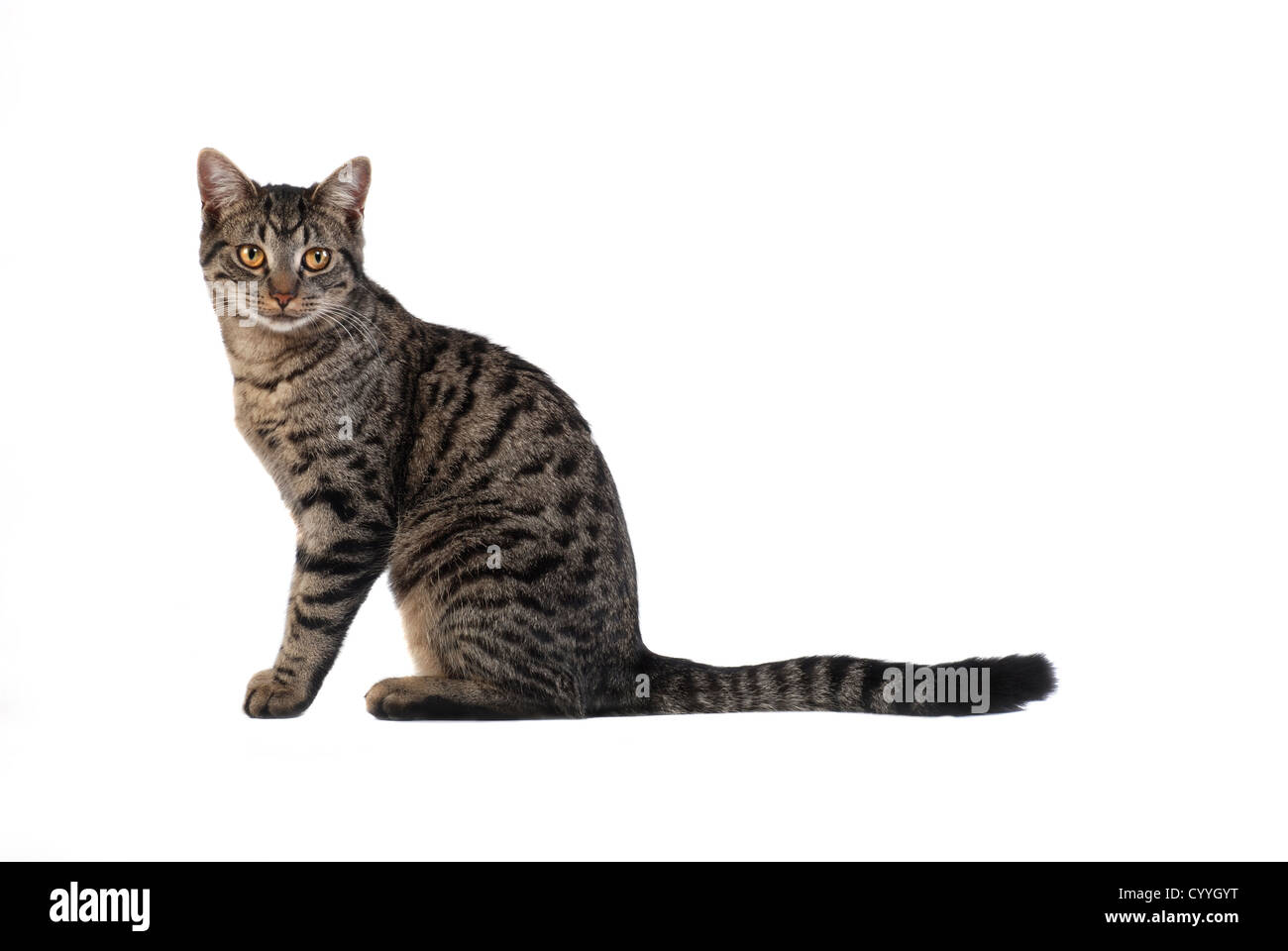 A tabby cat sitting on white Stock Photo