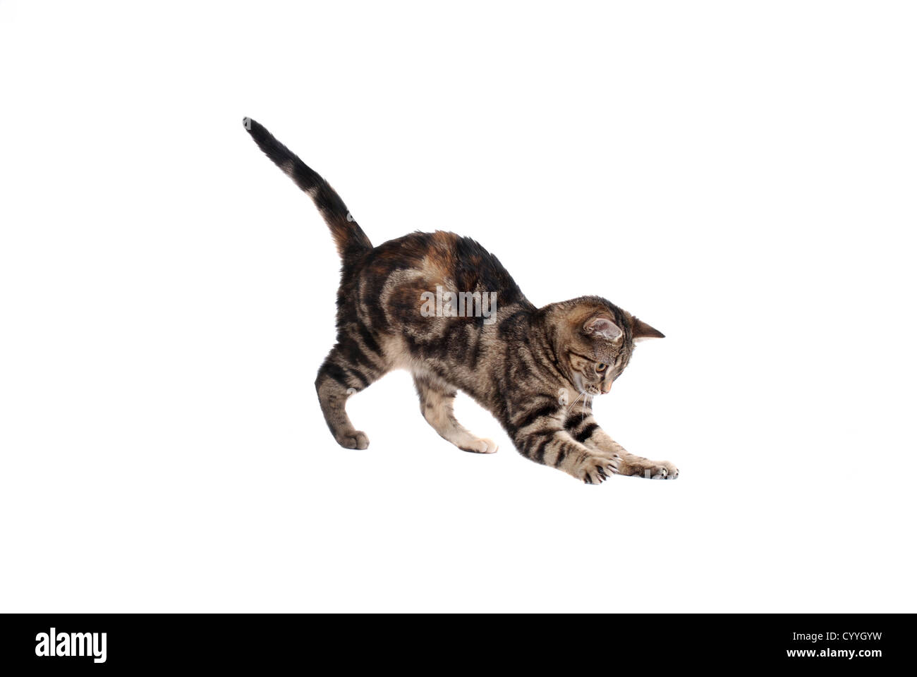 A pouncing kitten isolated on white Stock Photo