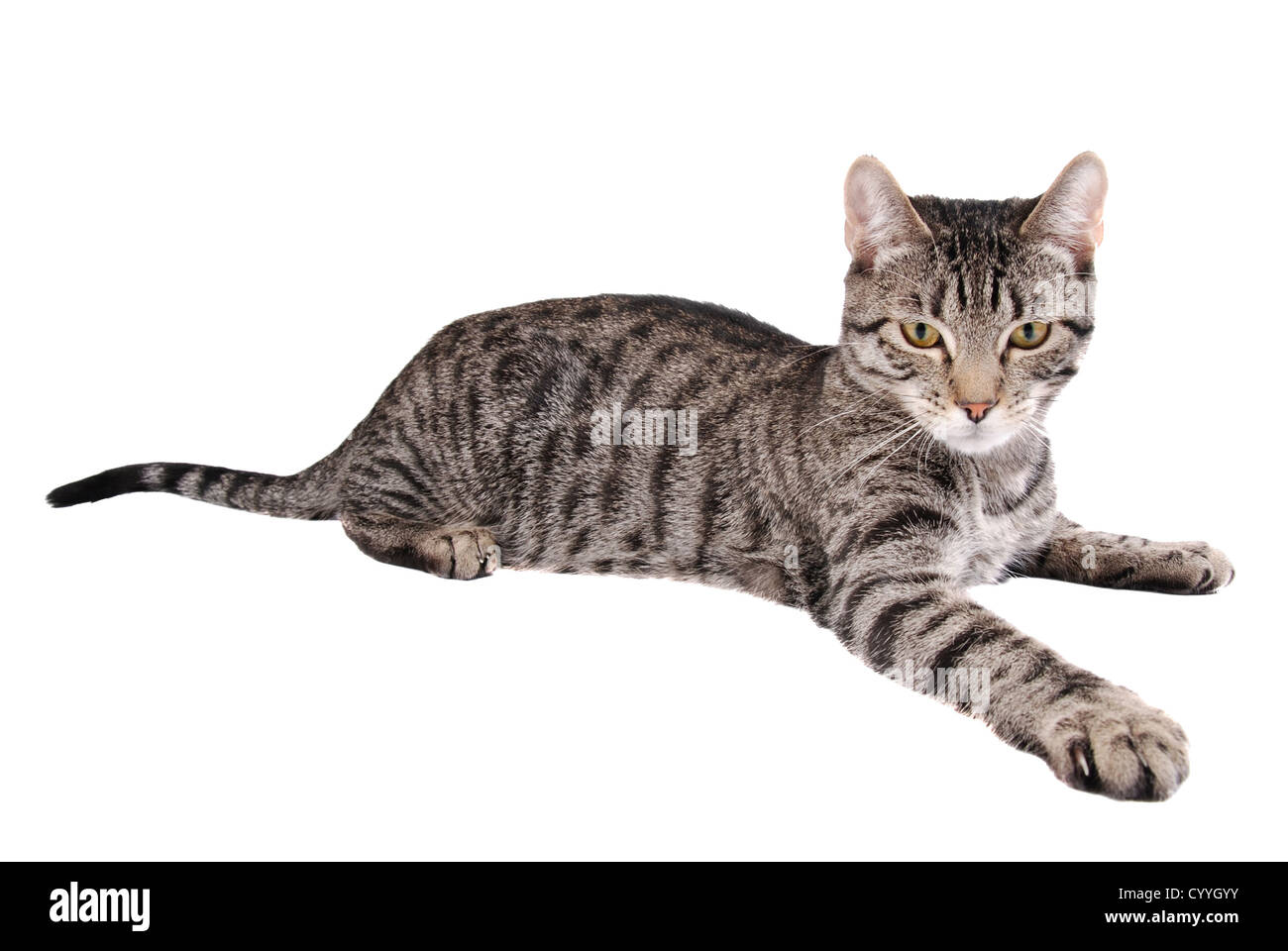 A tabby cat reaching out on white Stock Photo