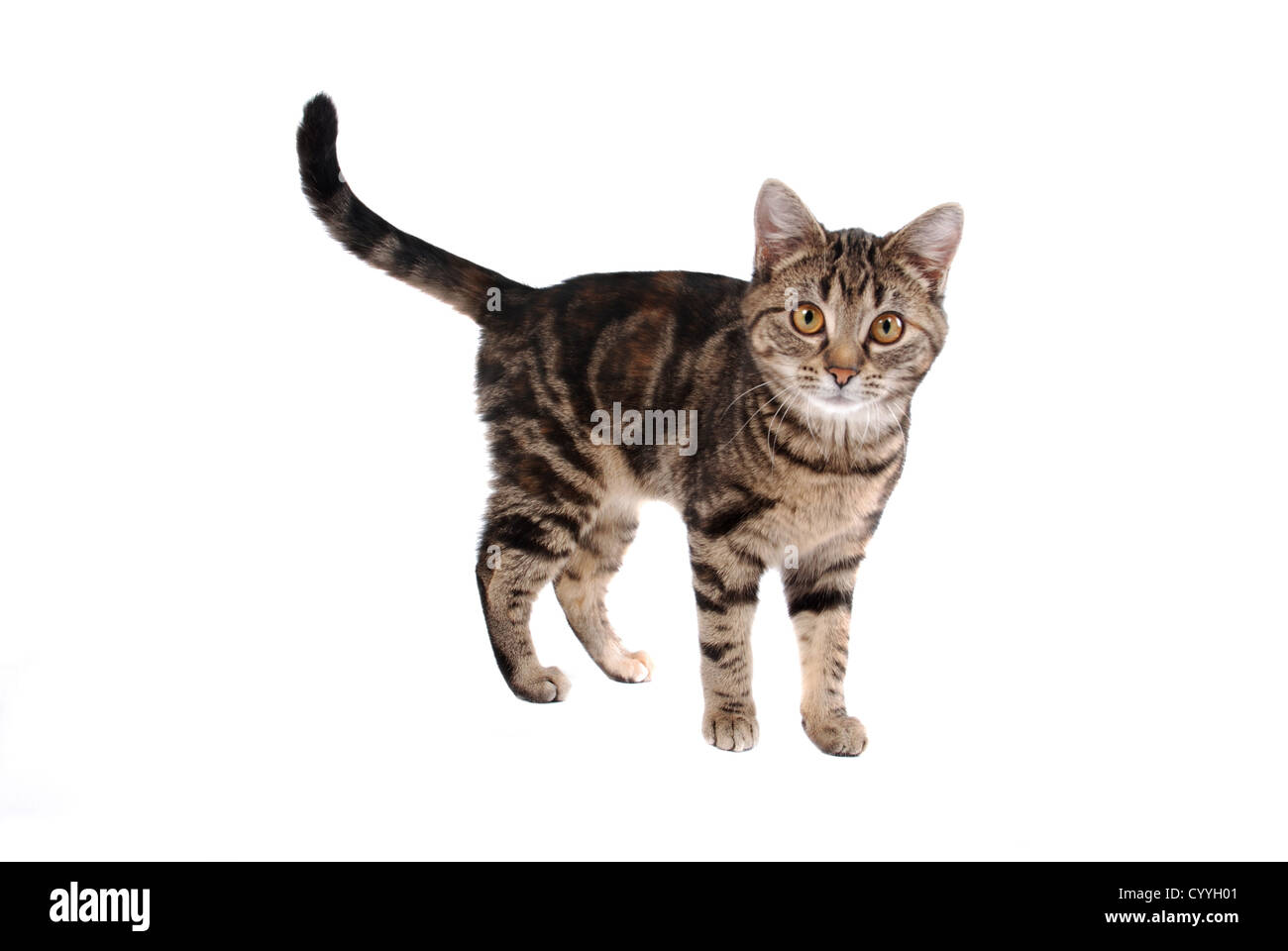 A tabby cat isolated on white Stock Photo