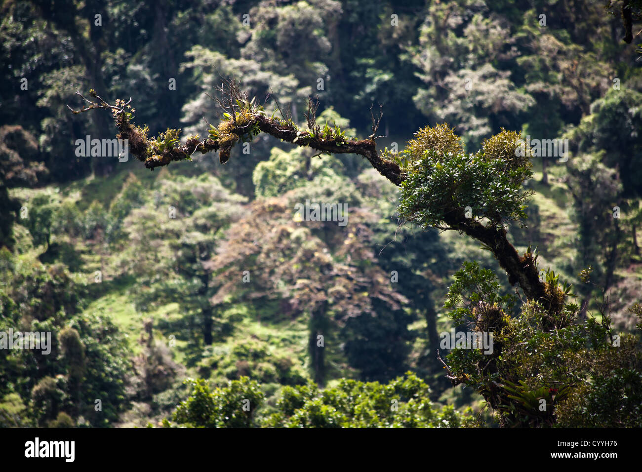 Epiphytes and bromeliads on tree branch in Costa Rica Stock Photo