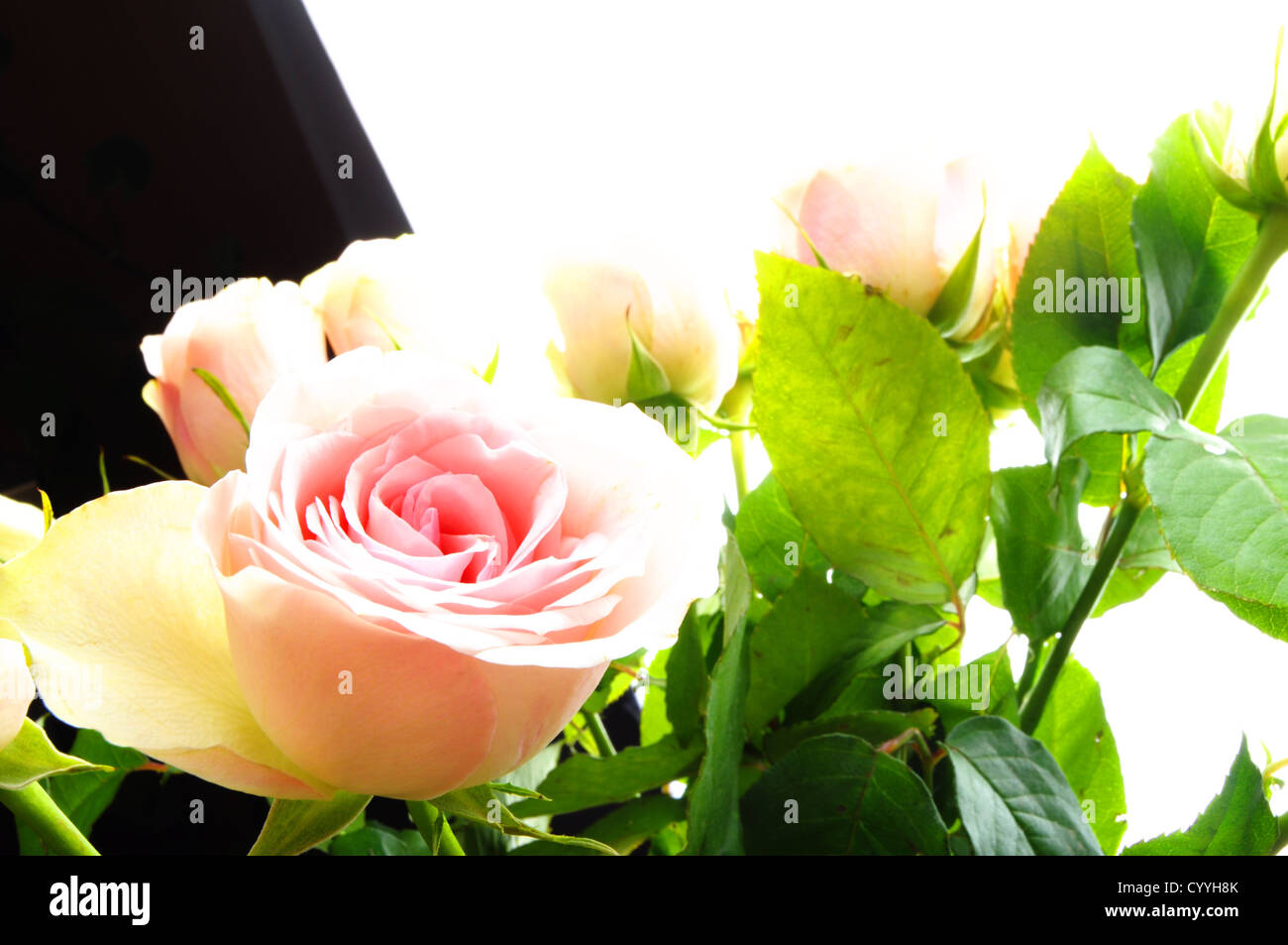 bright pink roses on white backround with copyspace Stock Photo - Alamy