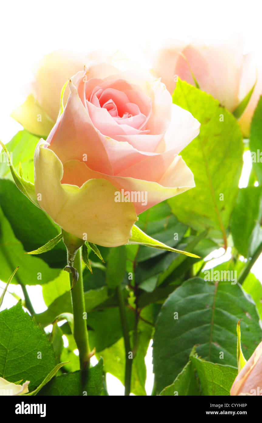 bright pink roses on white backround with copyspace Stock Photo - Alamy