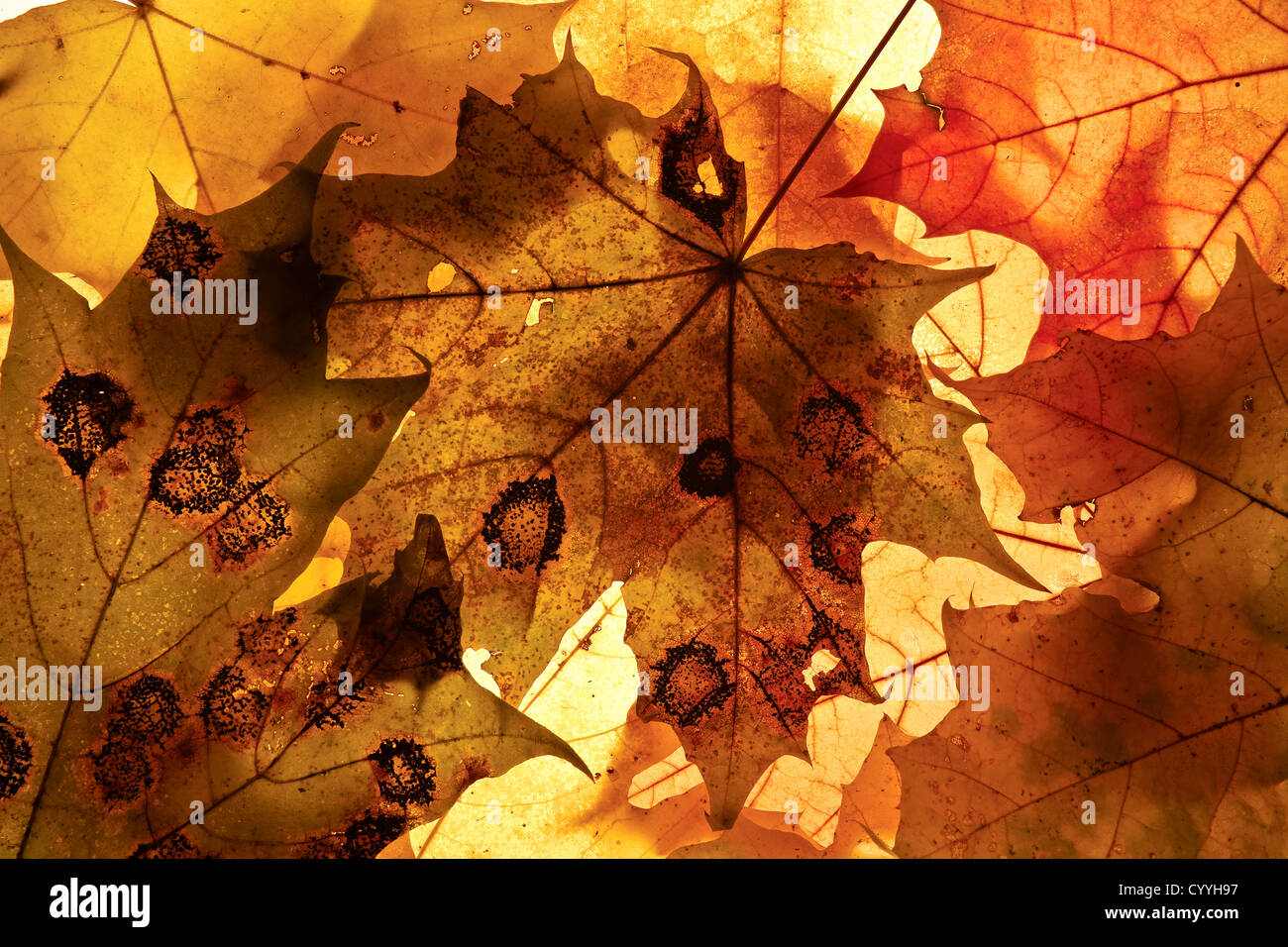 Autumn Background From The Fallen Down Leaves Stock Photo - Alamy