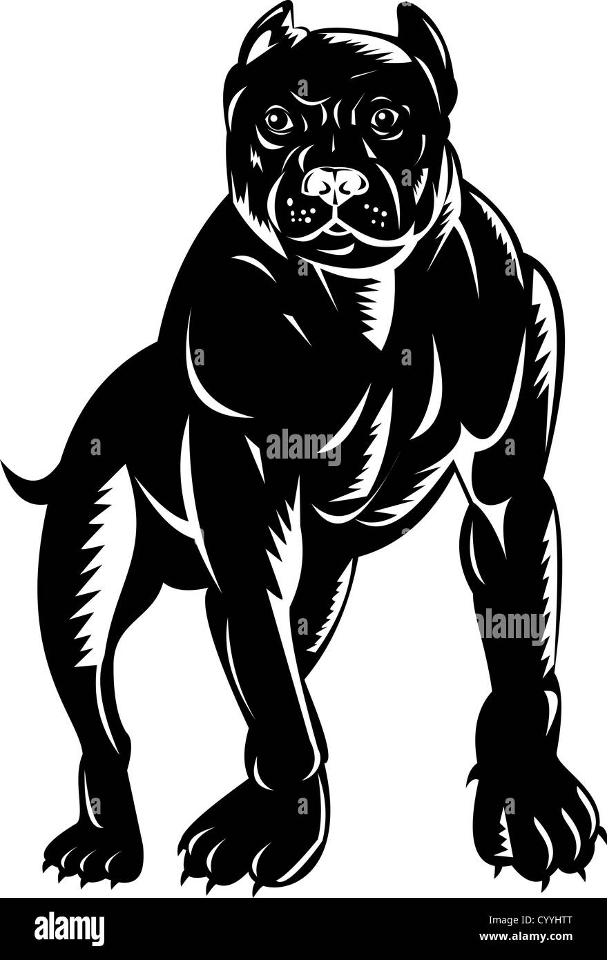 illustration of a pitbull dog done in retro woodcut style. Stock Photo