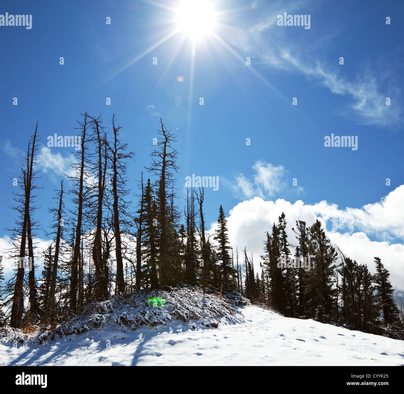 Winter in forest Stock Photo - Alamy