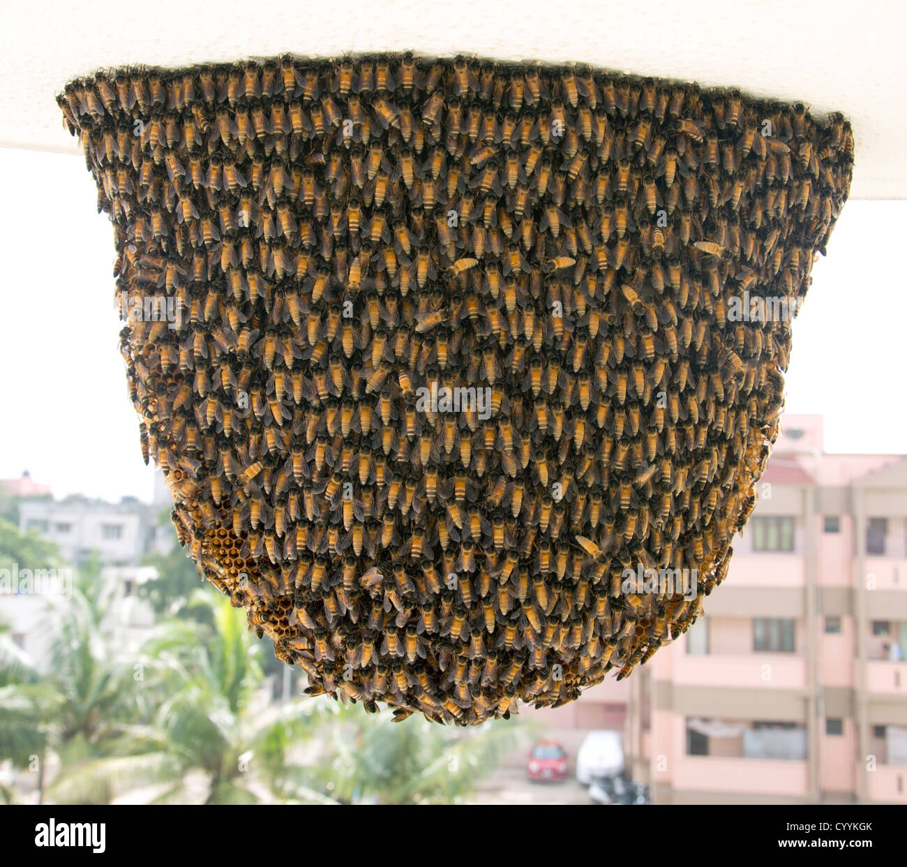 Honey Bee (Apis cerana) Hive Full Stock Photo