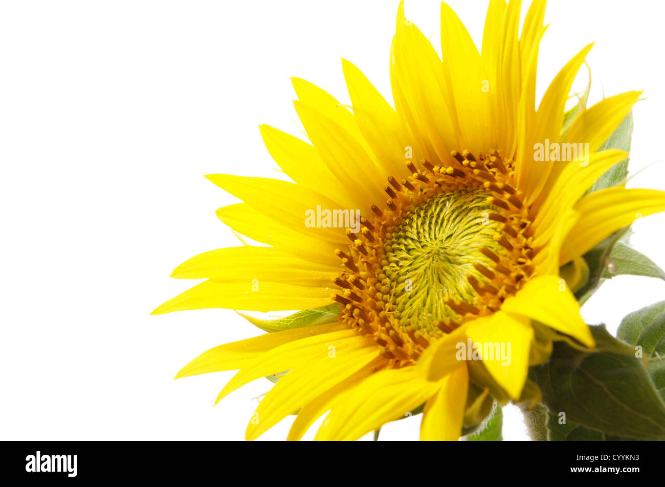 sunflower isolated on white background with copyspace Stock Photo - Alamy
