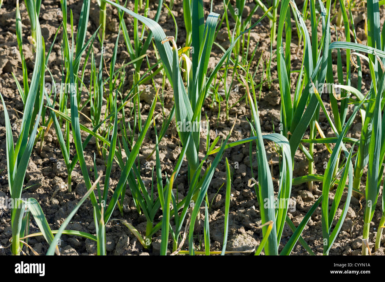common onion plants growing Stock Photo Alamy