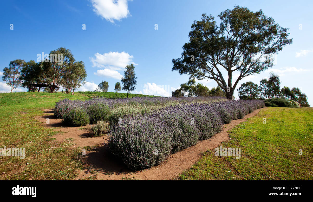 Lavender Farm Lyndoch Barossa Valley South Australia Stock Photo Alamy