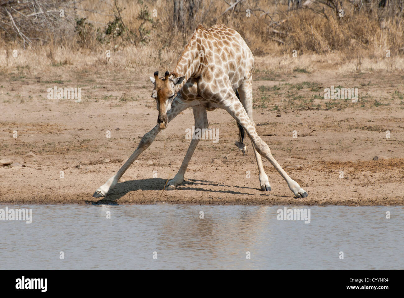 Giraffe bending down and drinking at a pan in the Kruger National Park Stock Photo