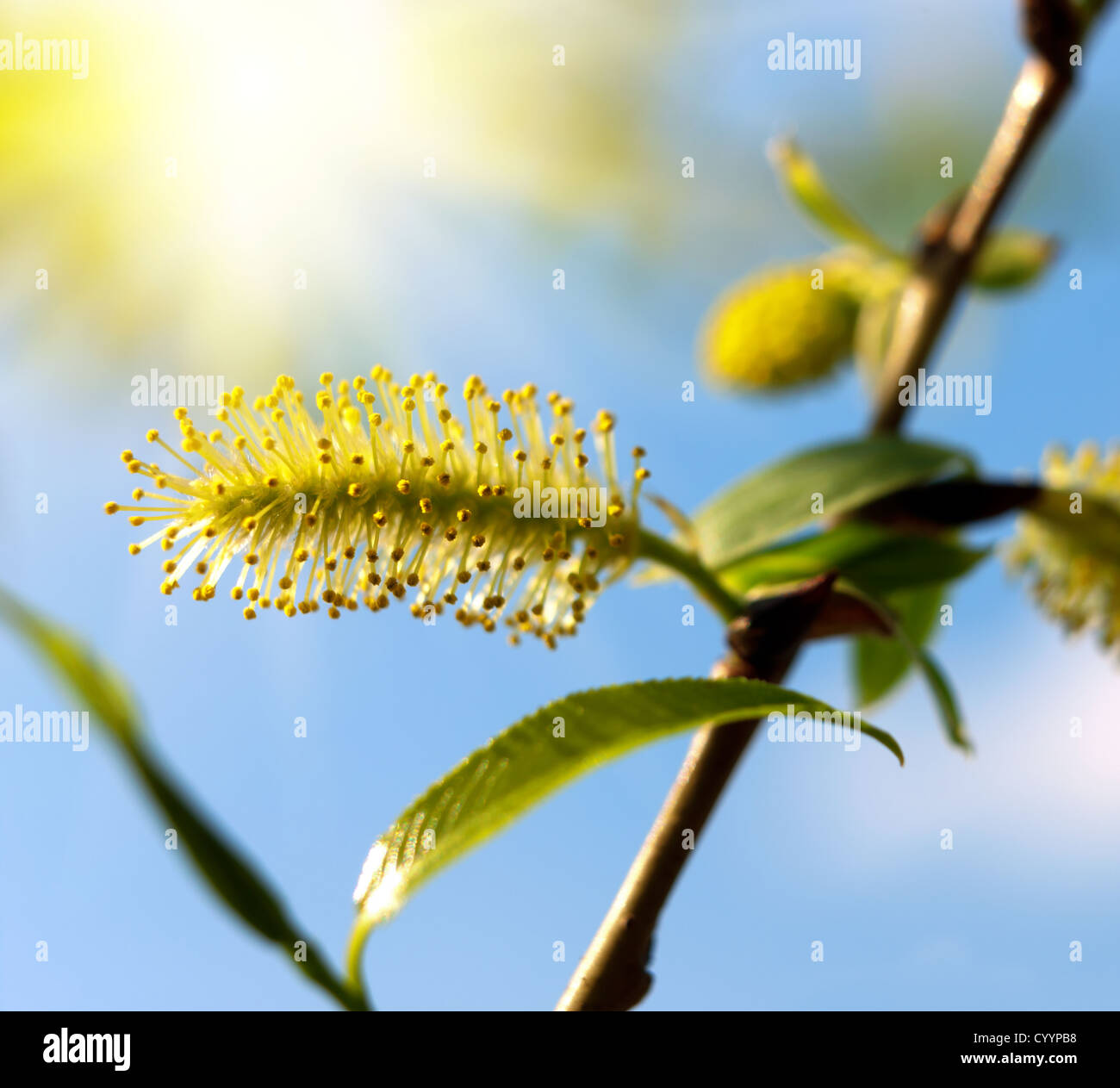 Blooming willow tree. Blooming Salix caprea Stock Photo Alamy