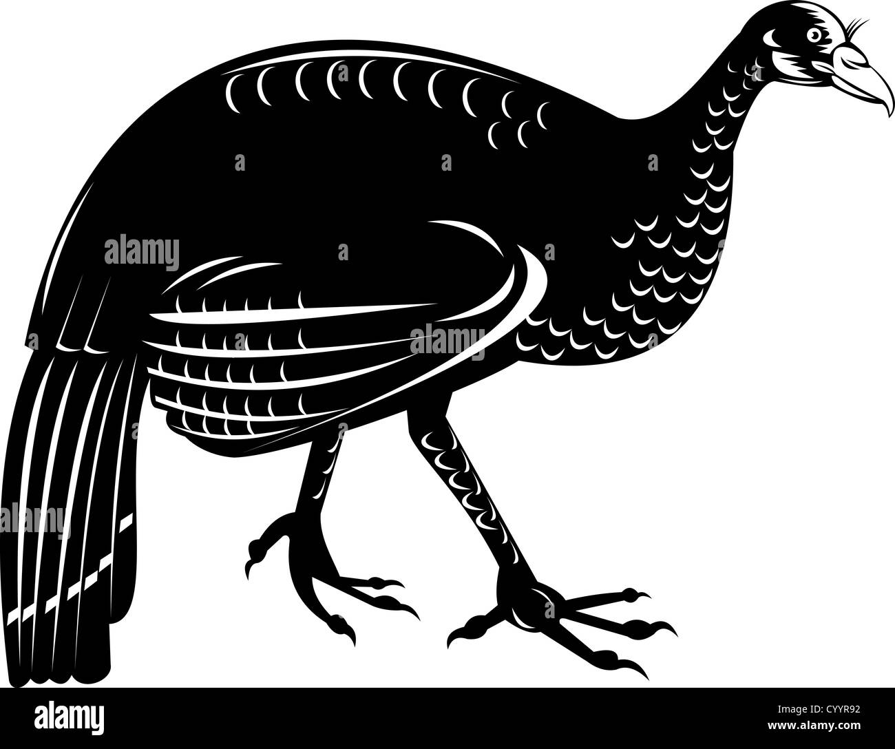 illustration of a wild turkey done in retro style on isolated white background Stock Photo