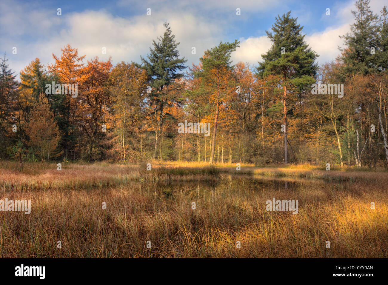 Small lake in forest in autumn colors Stock Photo