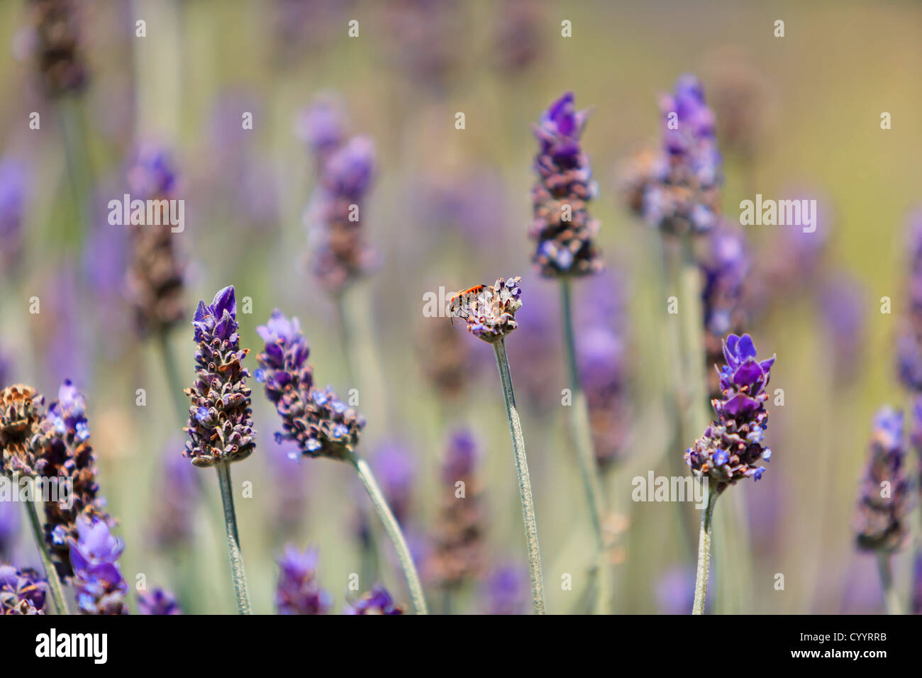 bug and Lavender Stock Photo Alamy