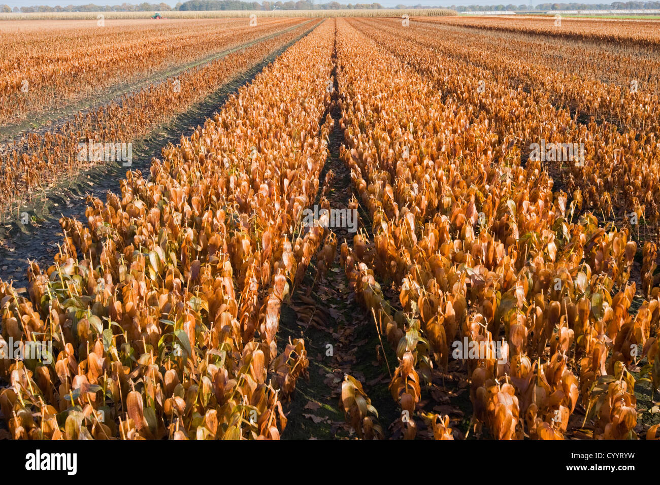 Wilted, brown Lilies on an agricultural field Stock Photo