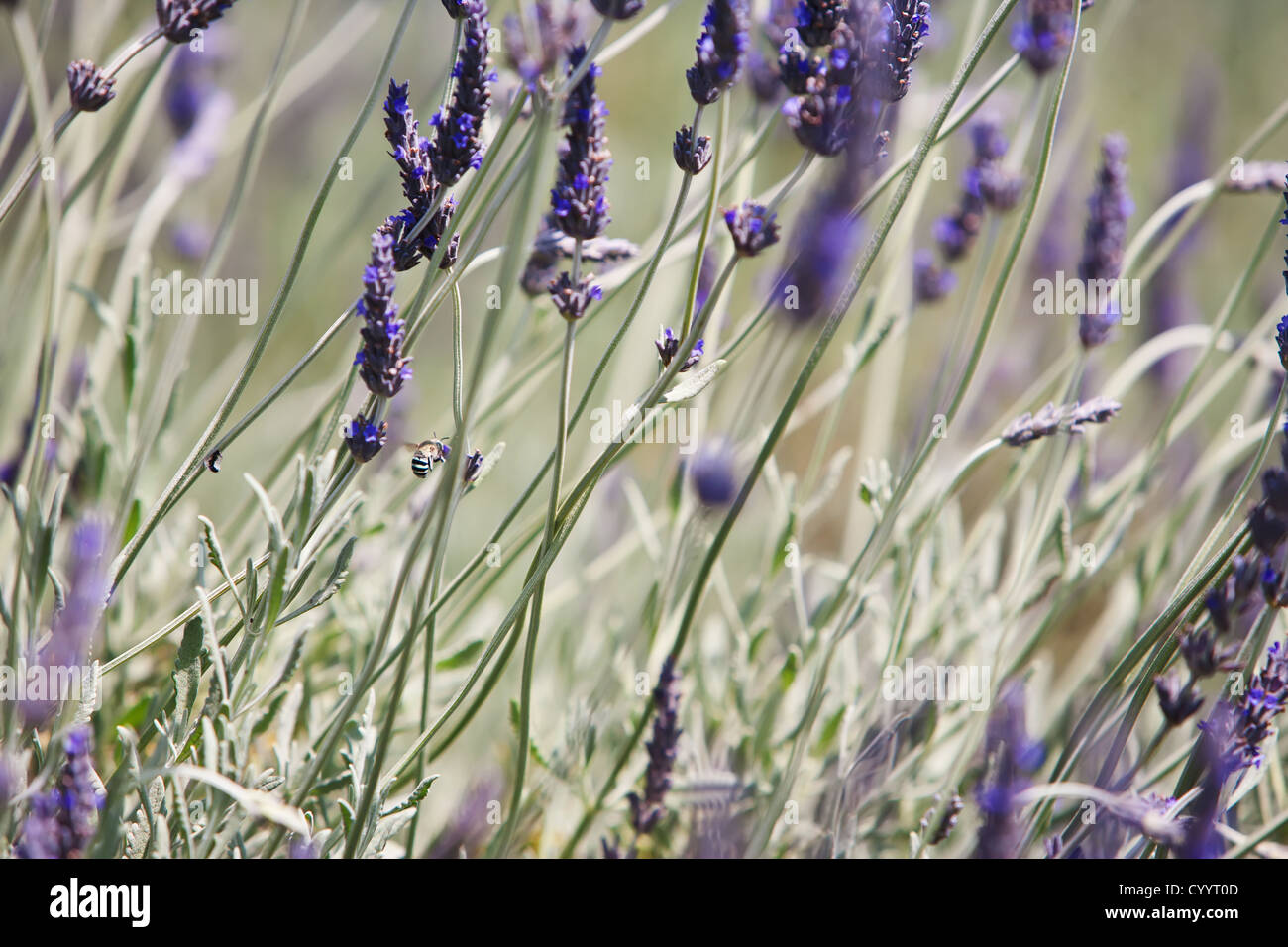 Bee and Lavender Stock Photo