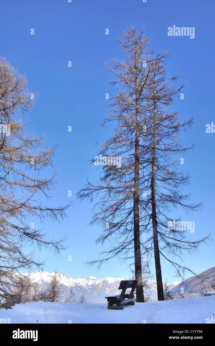 bench at the foot of a large larch tree in a beautiful winter day Stock Photo