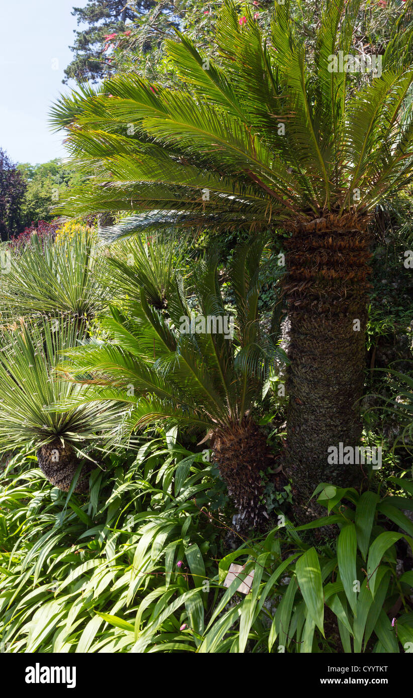 Summer park with palm trees Stock Photo - Alamy