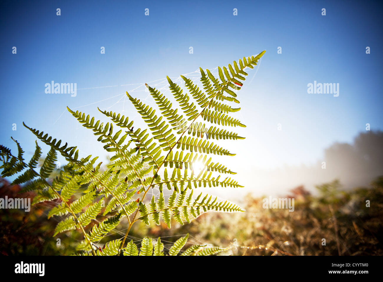 Tree fern spring garden hi-res stock photography and images - Alamy
