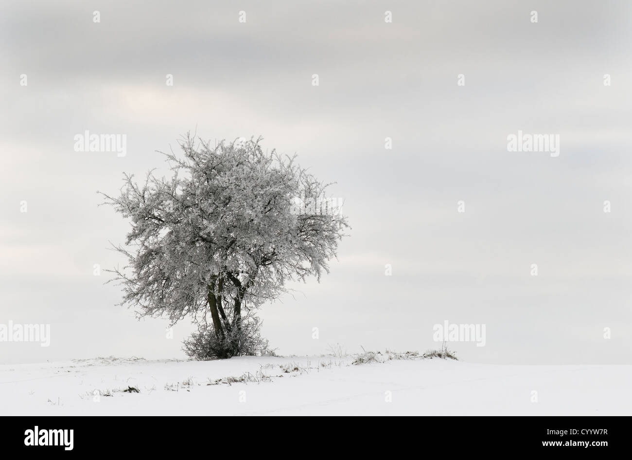 an isolated tree in a snowy countryside Stock Photo