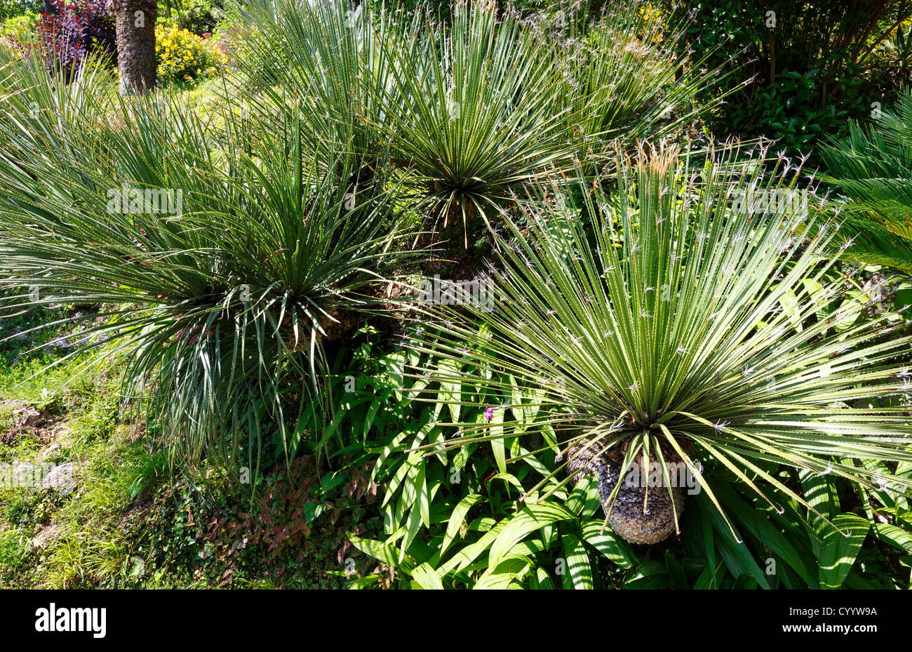 Summer park with palm trees Stock Photo - Alamy