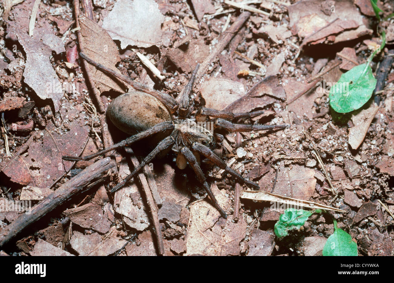 Wolf spider (Gladicosa (Lycosa) gulosa: Lycosidae) female S. Carolina, USA Stock Photo