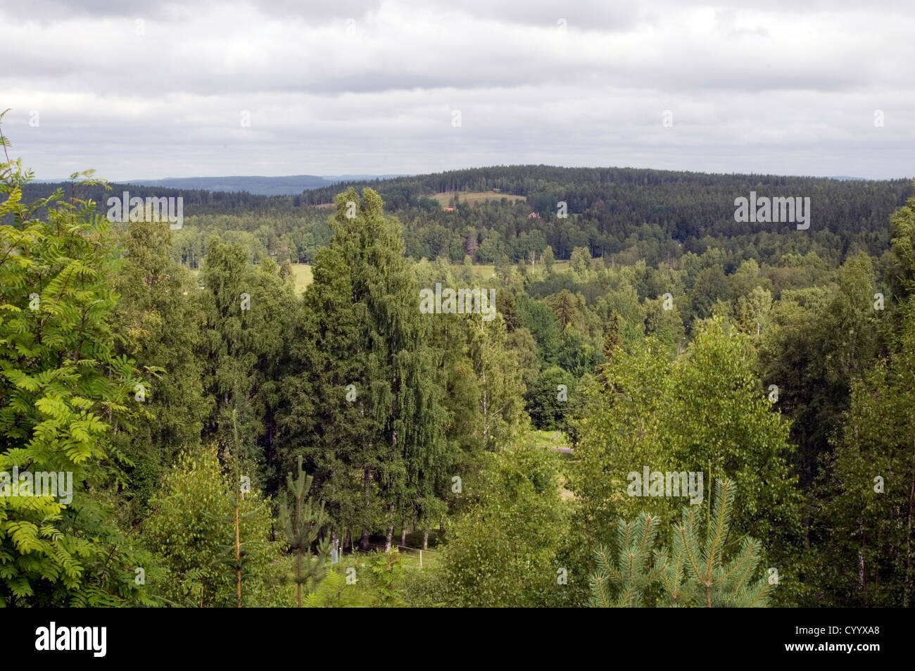 swedish forest forests sweden pine tree trees wood timber industry