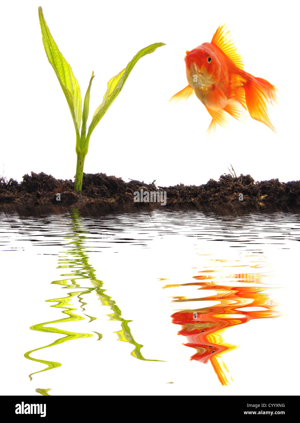goldfish and young plant showing growth or nature concept Stock Photo