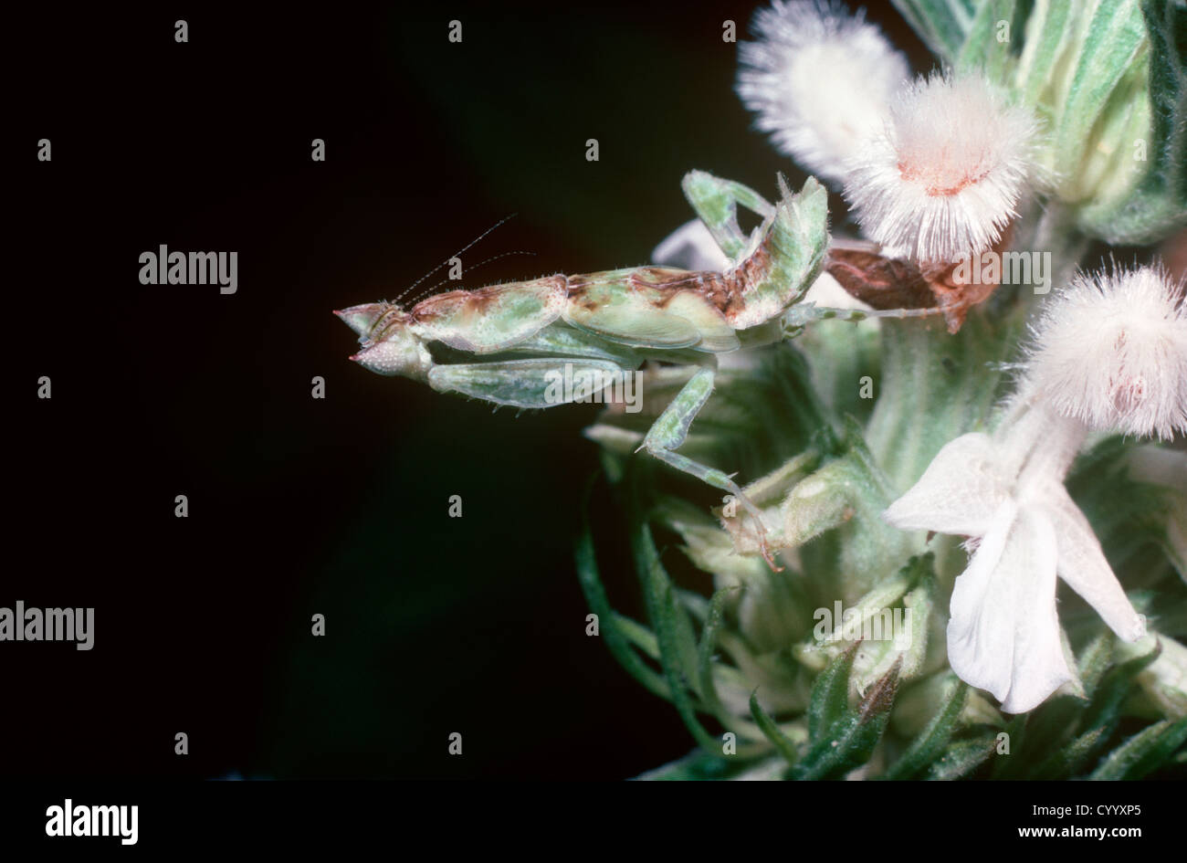 Praying mantis (Pseudoharpax sp.) nymph on labiate flowers Kenya Stock Photo