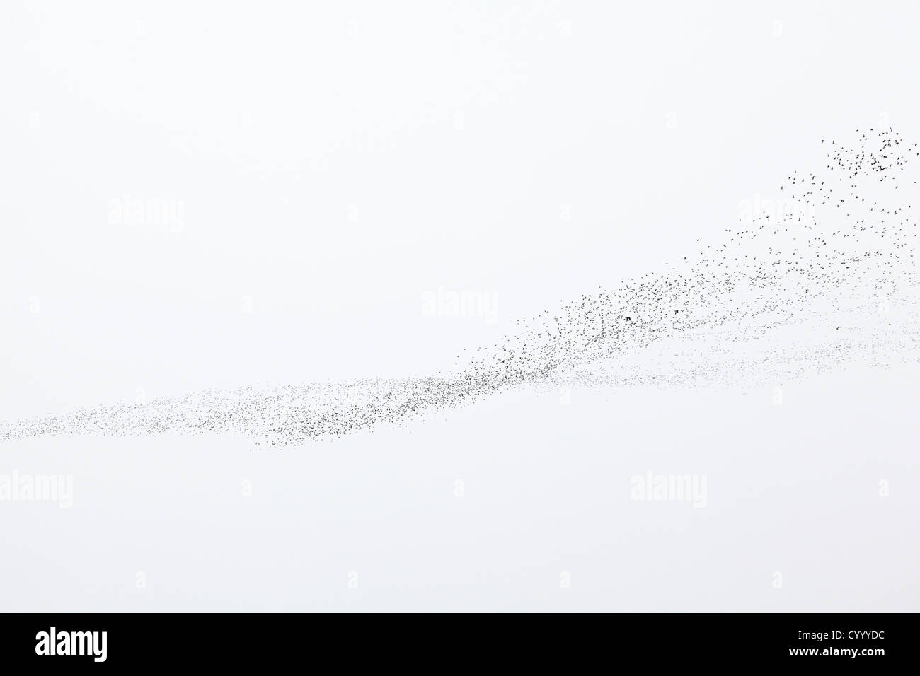 Flock of Oystercatchers at RSPB Snettisham. Norfolk. August 2011 Stock Photo