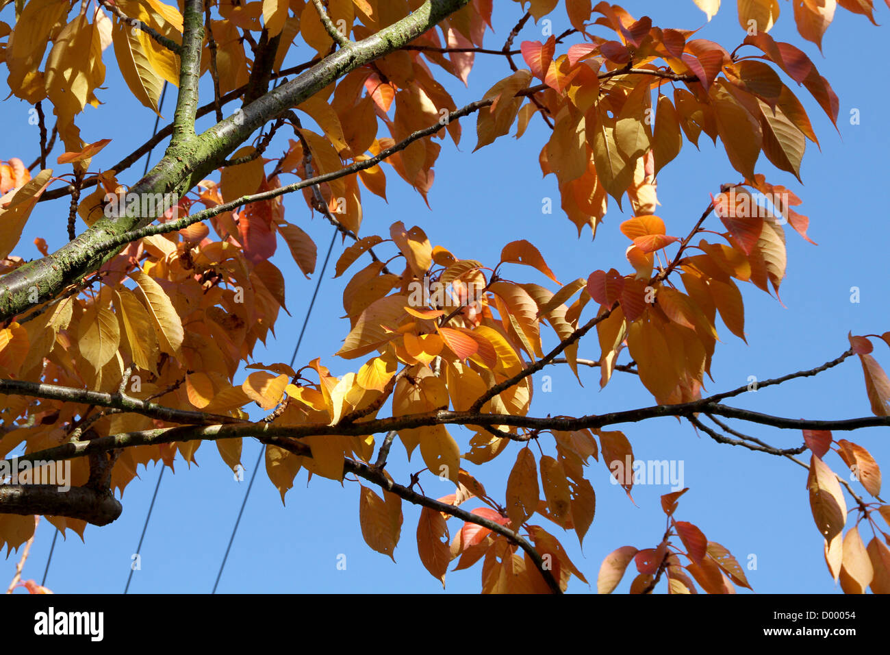 Autumn leaves against clear blue sky Stock Photo - Alamy