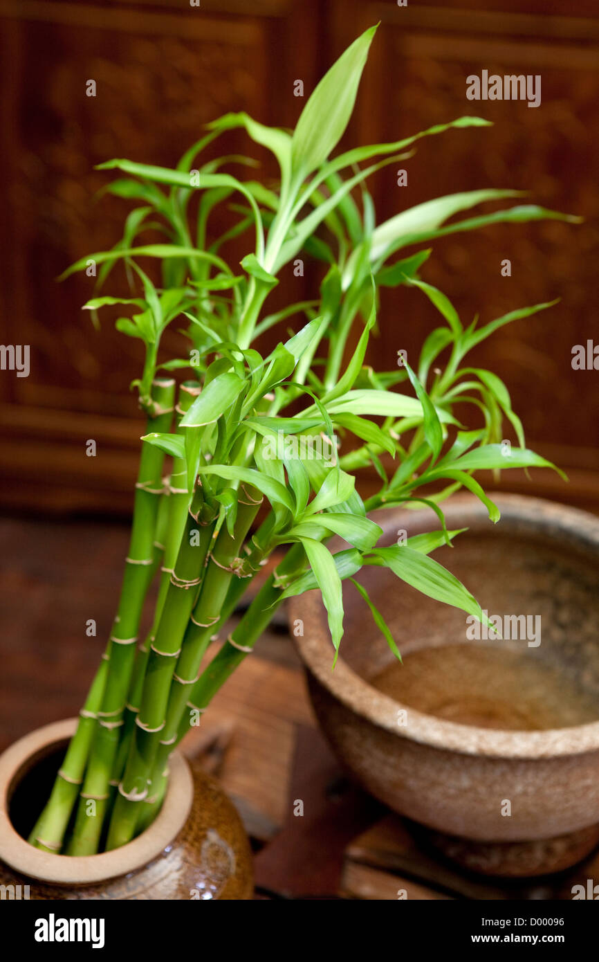 Bonsai tree of lucky bamboo Stock Photo - Alamy