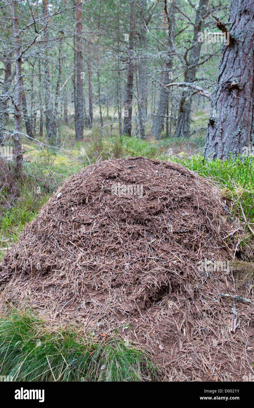 Wood Ant Nest; near Loch Garten; Scotland; UK Stock Photo