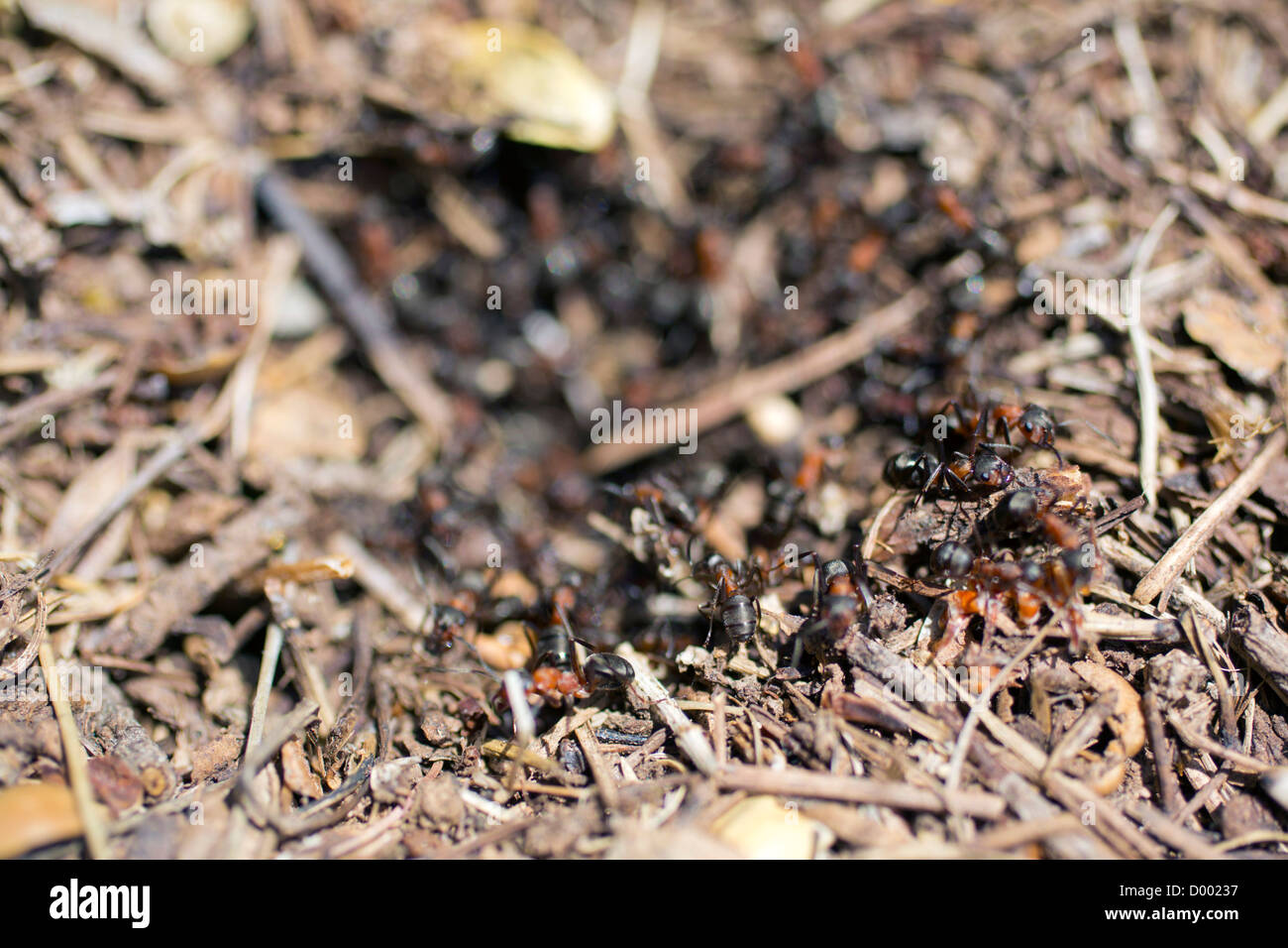 Wood Ants; Spain Stock Photo