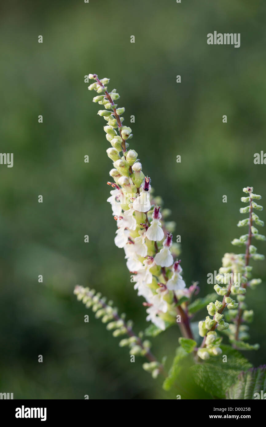 Wood Sage; Teucrium scorodonia; in flower; UK Stock Photo