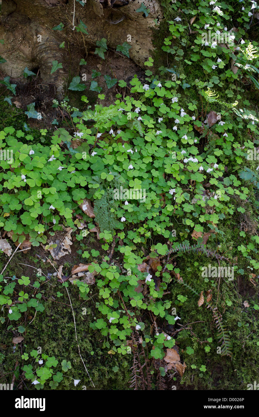 Wood Sorrel Leaves Uk High Resolution Stock Photography And Images Alamy Wood Sorrel Leaves Uk High Resolution Stock Photography And Images Alamy
