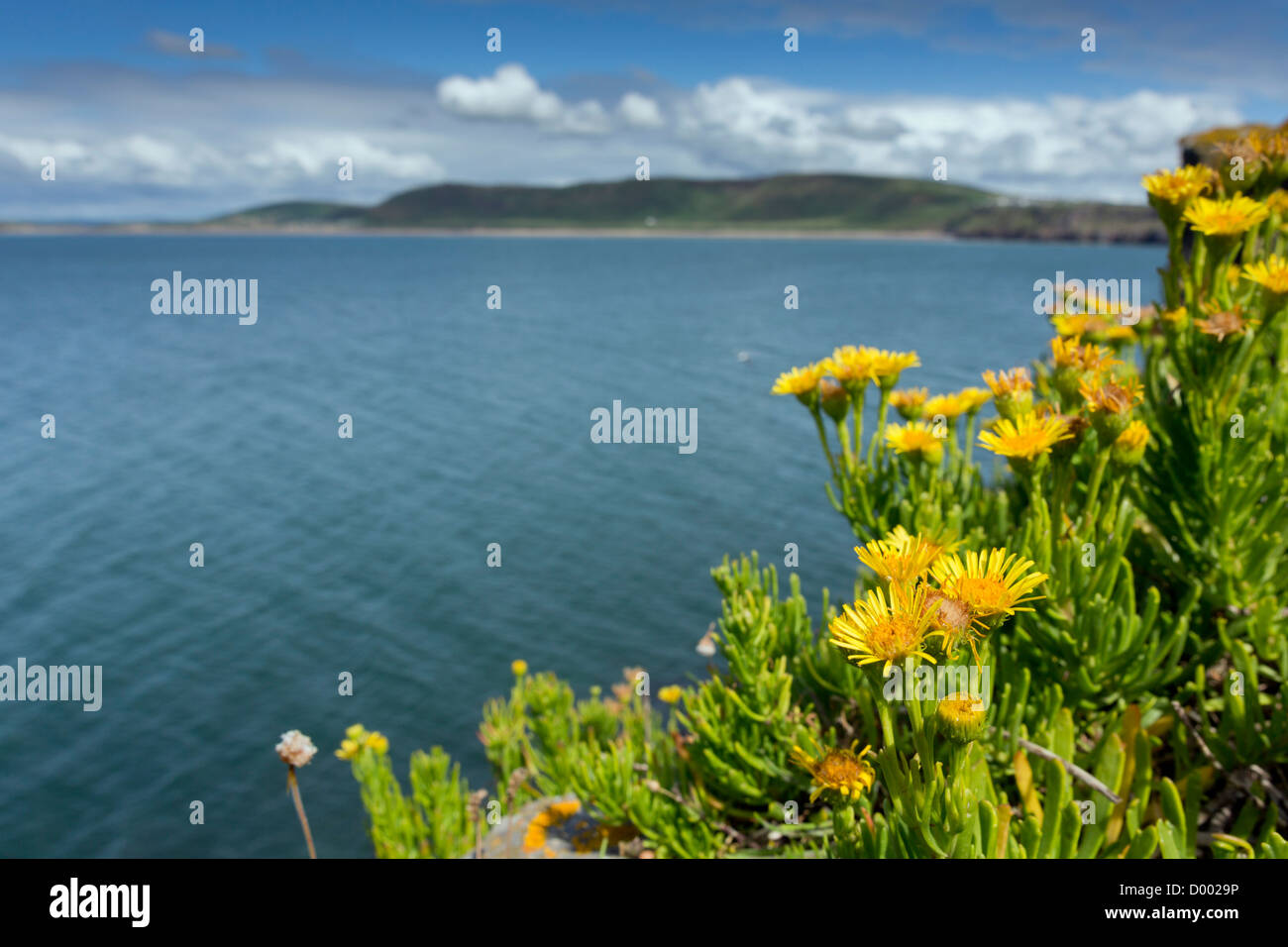 Worm's Head; Golden Samphire; Inula crithmoides; looking towards Rhossili Down; Gower; Wales; Stock Photo