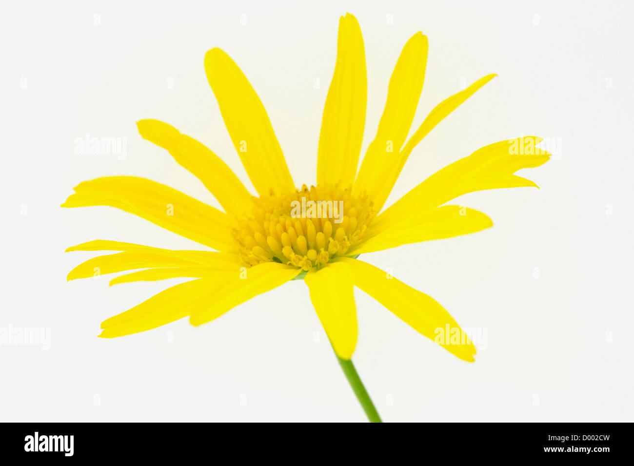 Yellow Flower on White background Stock Photo