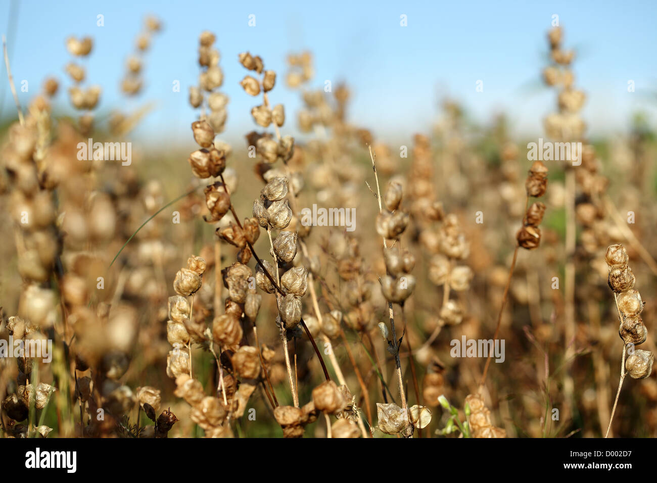 Yellow Rattle; Rhinanthus minor; seed heads; UK Stock Photo - Alamy