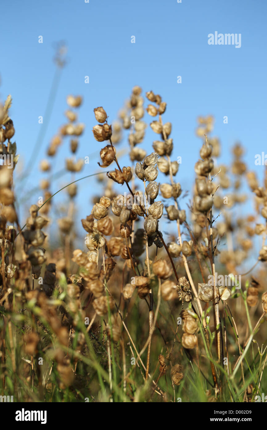 Yellow Rattle; Rhinanthus minor; seed heads; UK Stock Photo - Alamy
