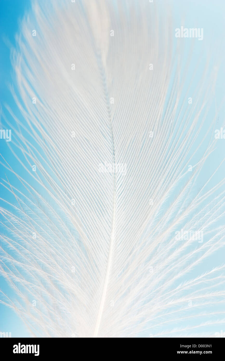 Macro view of a feather on the blue background Stock Photo - Alamy