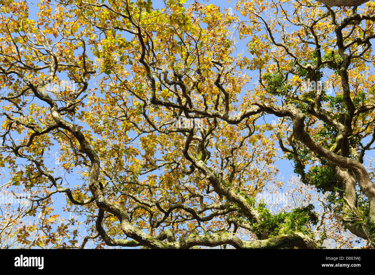 Branches of Lawrenny ancient oak woodland in autumn Pembrokeshire Wales Cymru UK GB Stock Photo