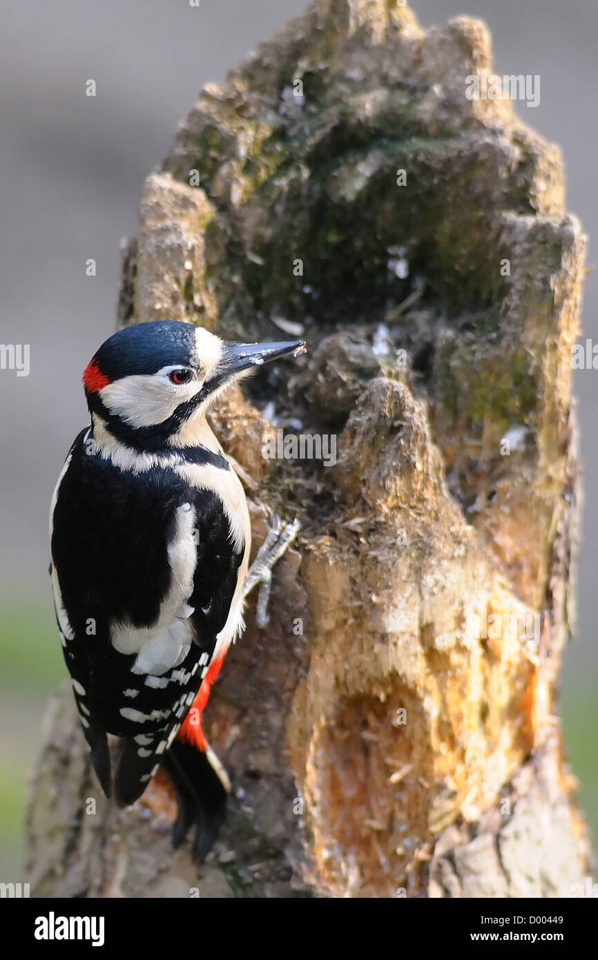 Greater Spotted Woodpecker on an old tree stump Stock Photo