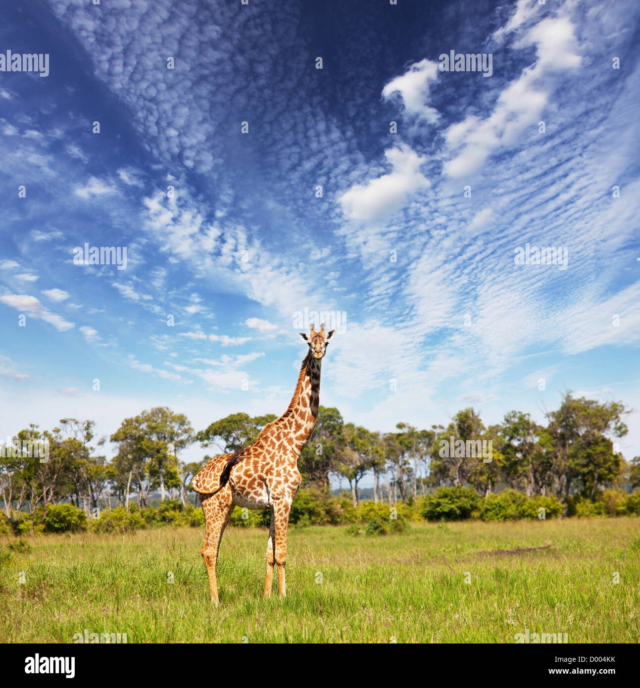African savannah hi-res stock photography and images - Alamy