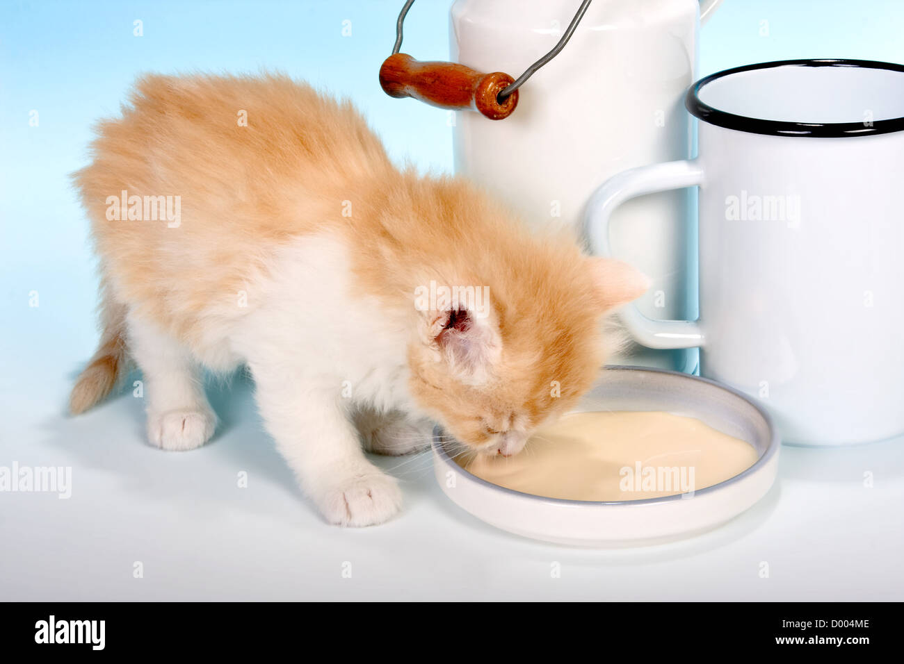 Drinking cat hires stock photography and images Alamy
