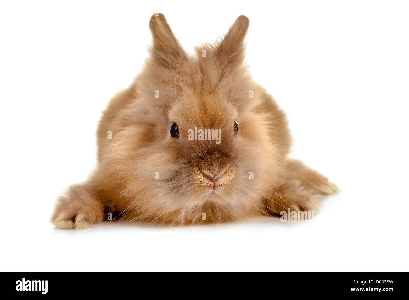 Face closeup of a furry brown baby rabbit Stock Photo