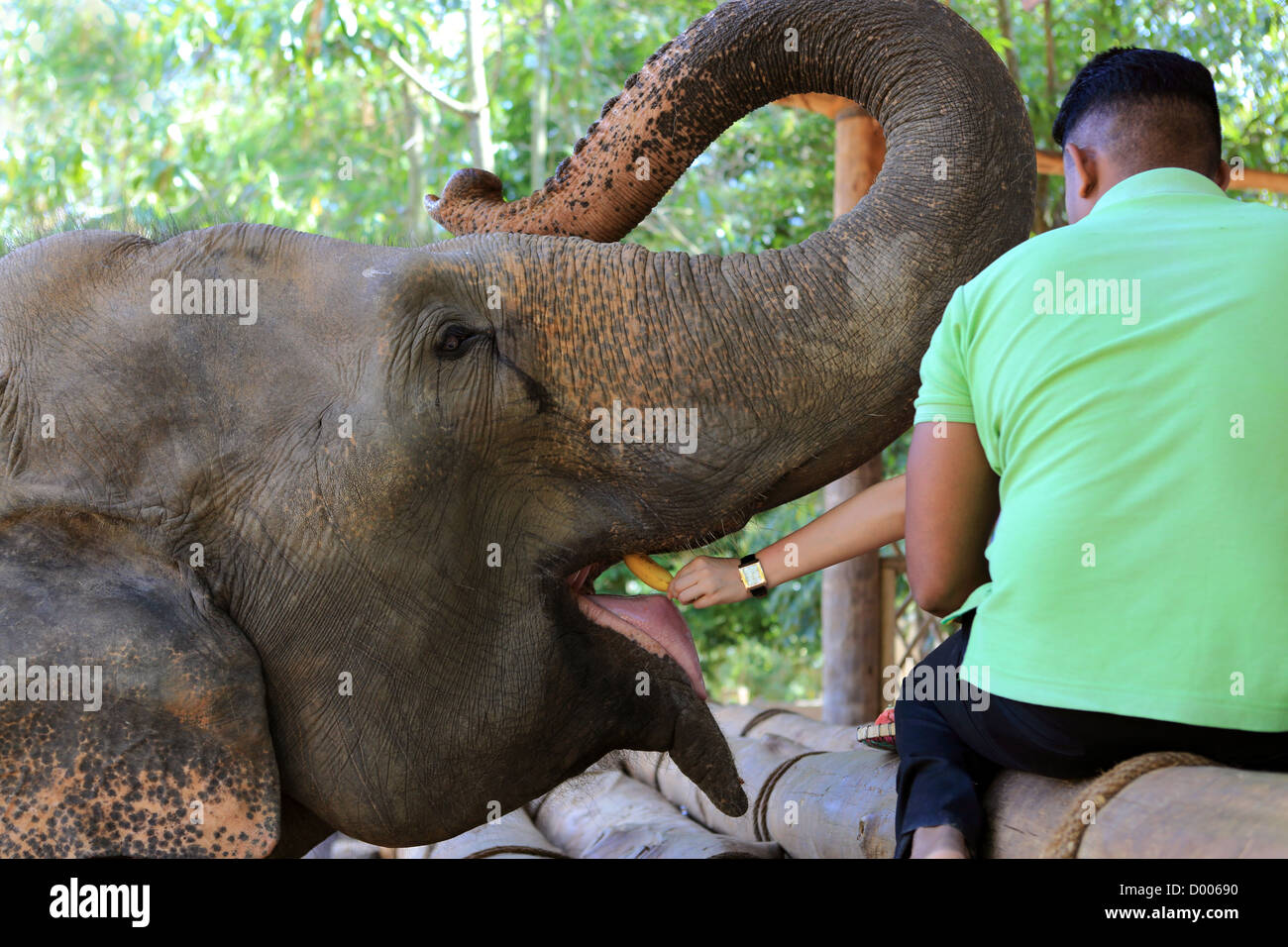 Tourist feeds an elephant at Pinnawala elephant orphanage in Sri Lanka. Stock Photo