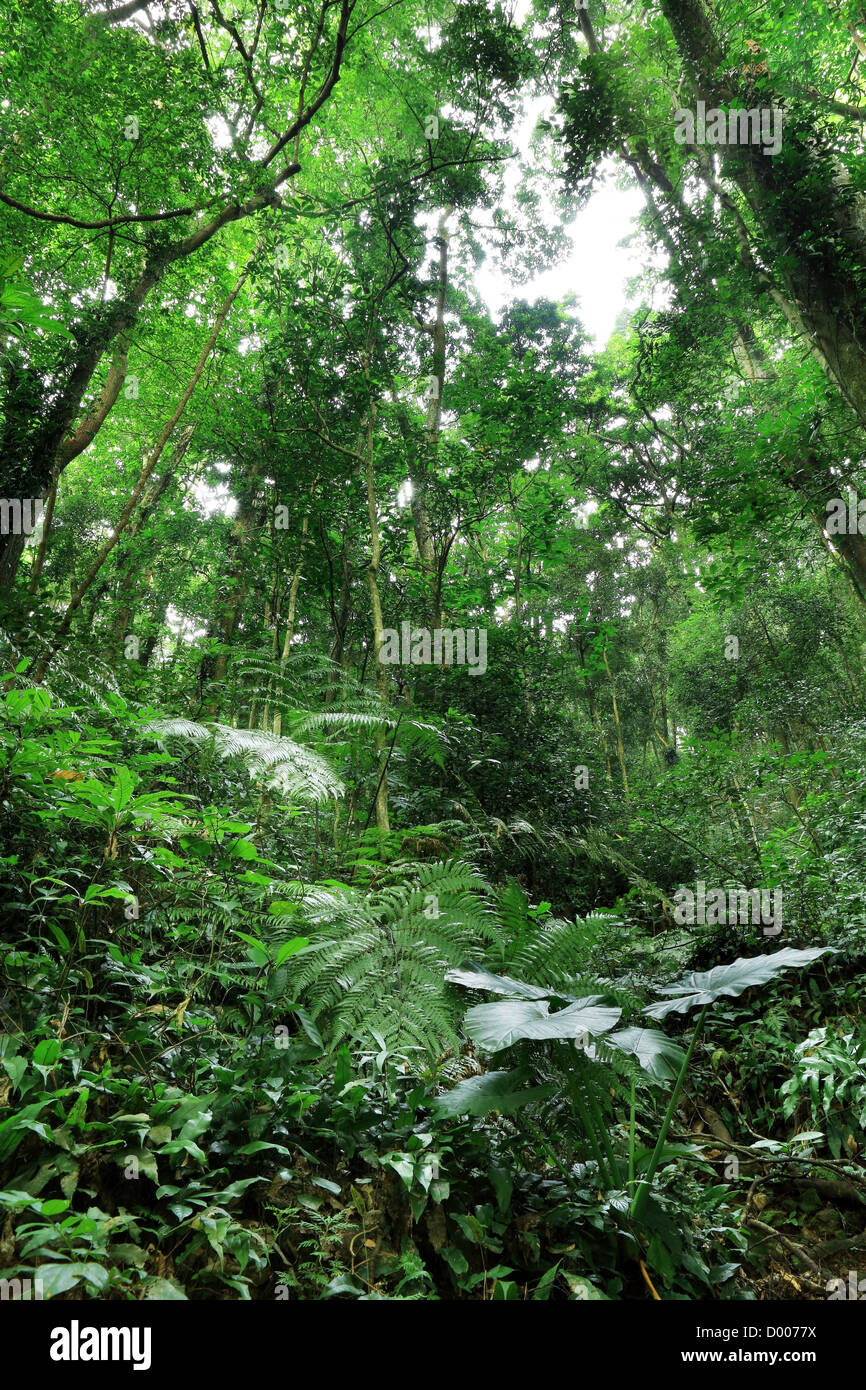Peace in jungle hi-res stock photography and images - Alamy